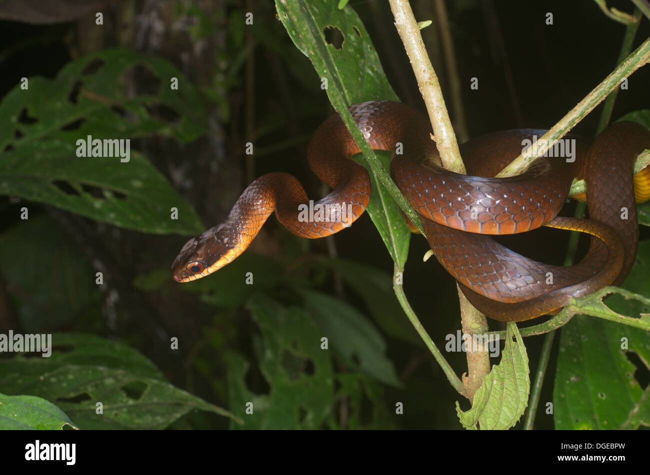 Una lucida comune Racer snake (Drymoluber dichrous) avvolta alla notte di vegetazione nella foresta pluviale amazzonica di Loreto, Perù. Foto Stock