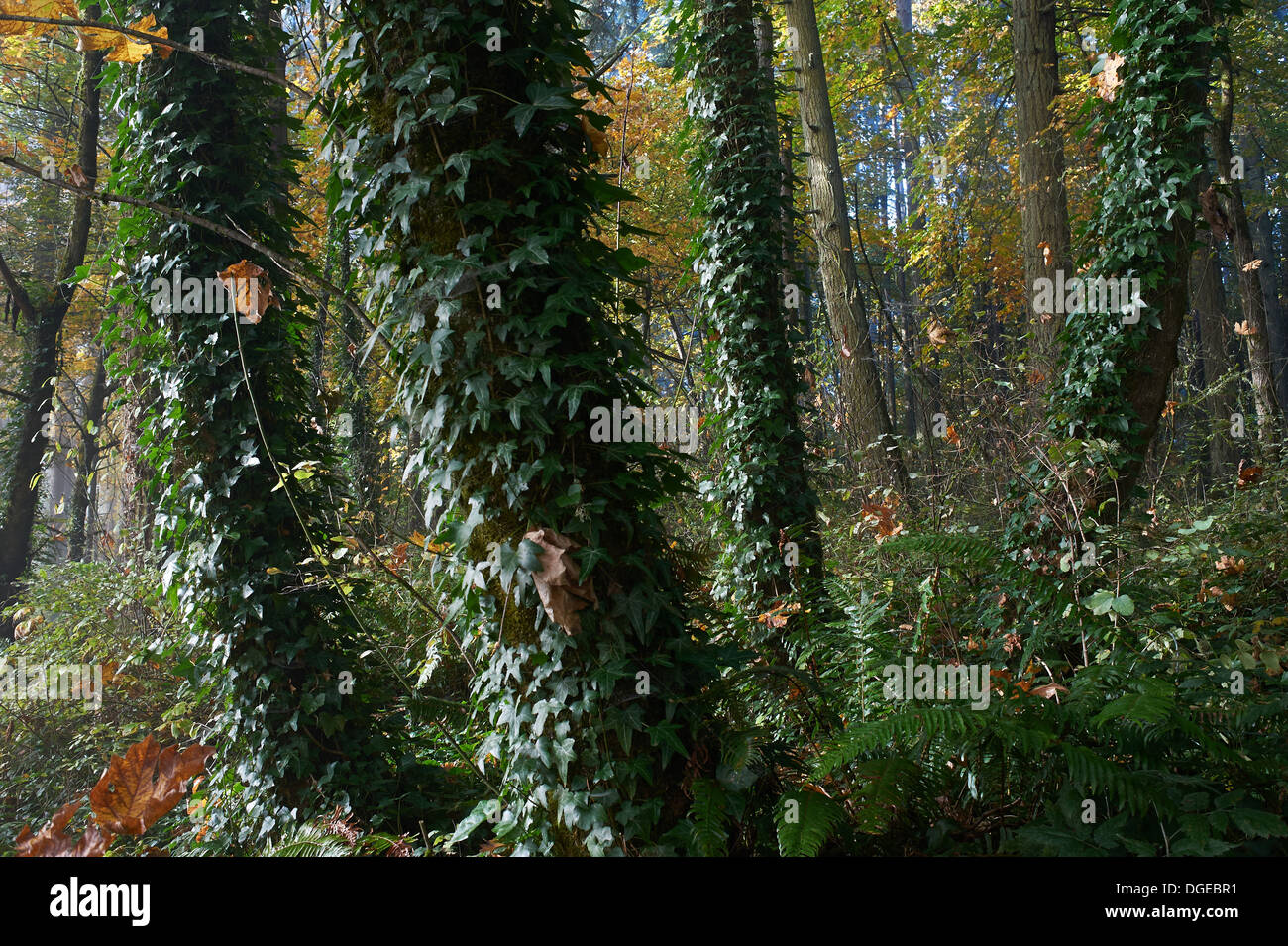 Foschia mattutina ,Hendriks parco.alberi,autunno,foglie gialle. Foto Stock