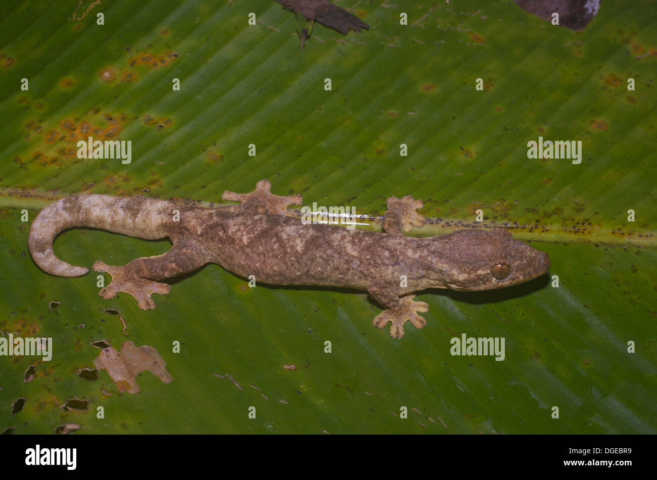 Una Rapa meridionale-tailed Gecko (Thecadactylus solimoensis) poste su una foglia nella foresta pluviale amazzonica di Loreto, Perù. Foto Stock