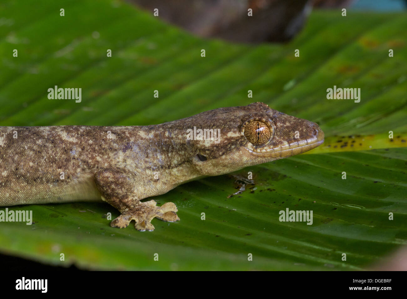 Una Rapa meridionale-tailed Gecko (Thecadactylus solimoensis) poste su una foglia nella foresta pluviale amazzonica di Loreto, Perù. Foto Stock