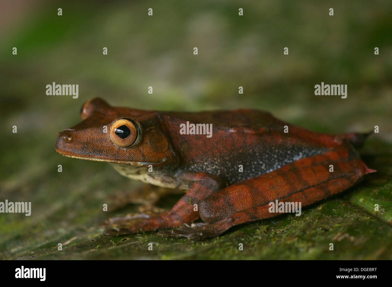 Una mappa Treefrog (Hypsiboas geographicus) poste su una foglia nella foresta pluviale amazzonica di Loreto, Perù. Foto Stock
