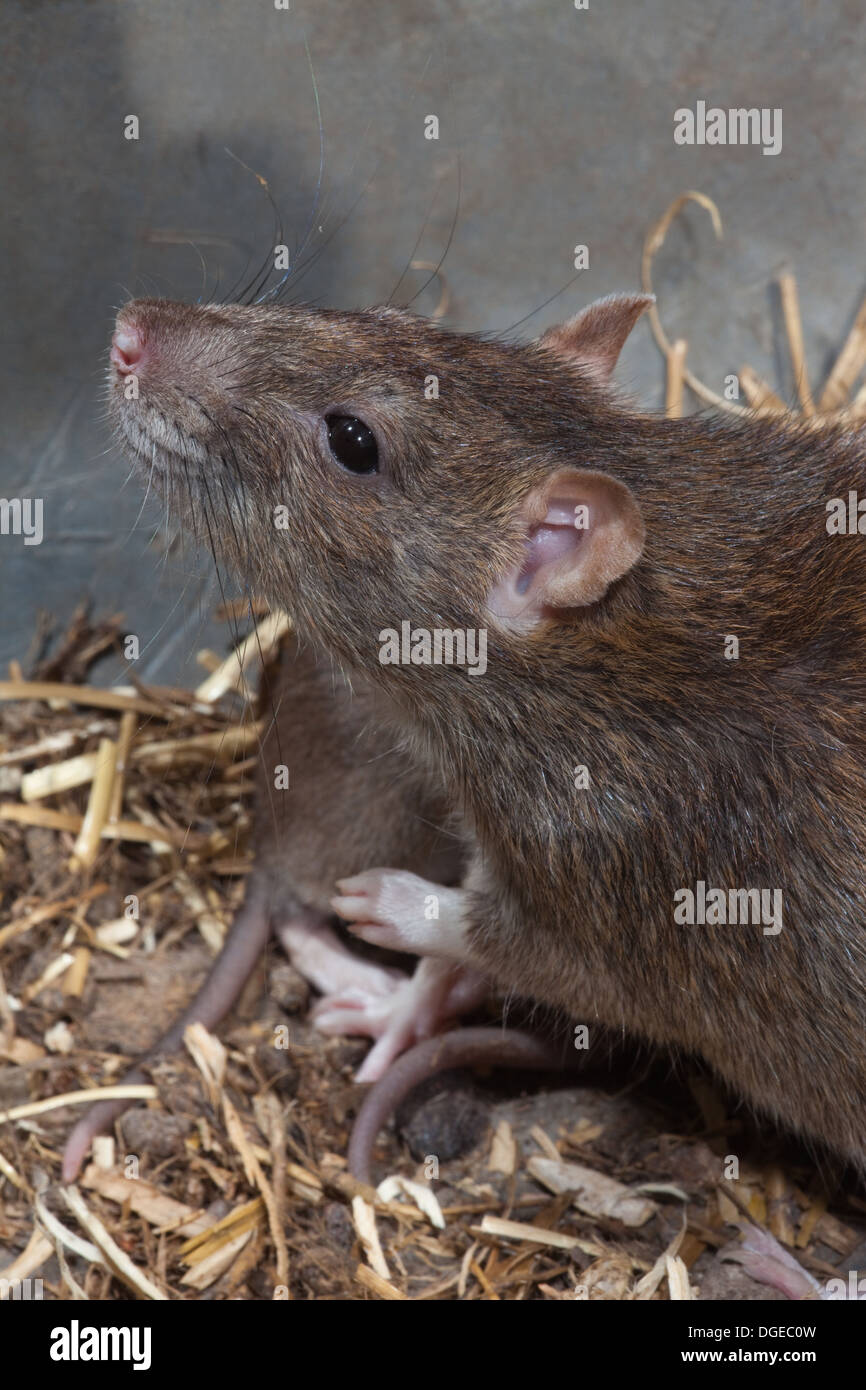 Marrone o Norvegia, ratto (Rattus norvegicus). Femmina adulta, con giovani dietro. Foto Stock