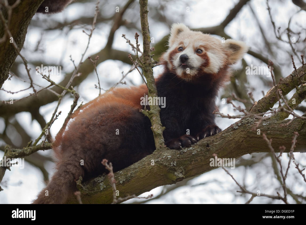 Rosso, o panda minore (Ailurus fulgens). Foto Stock