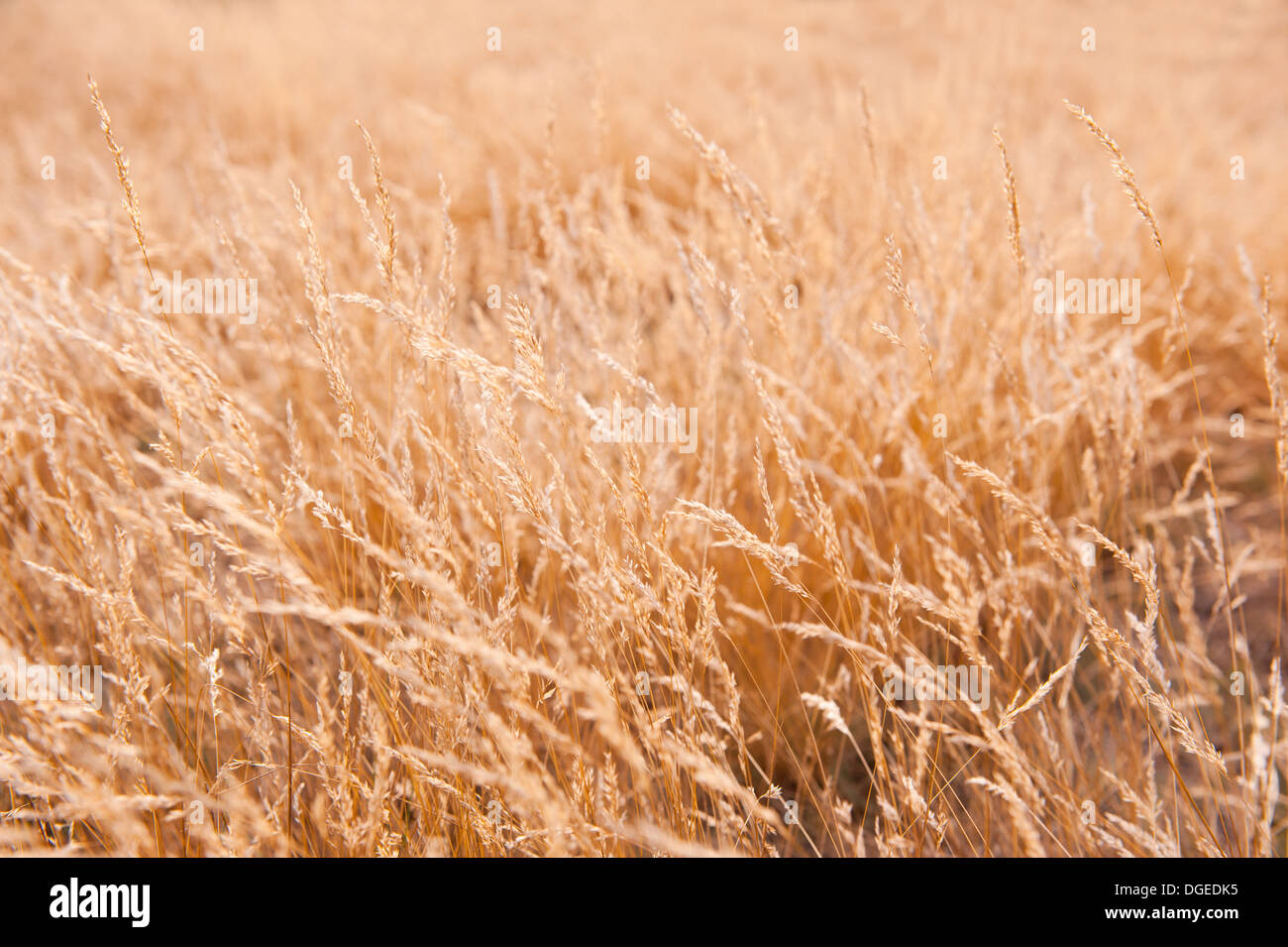 Il colore è dorato mature campo di erba Foto Stock