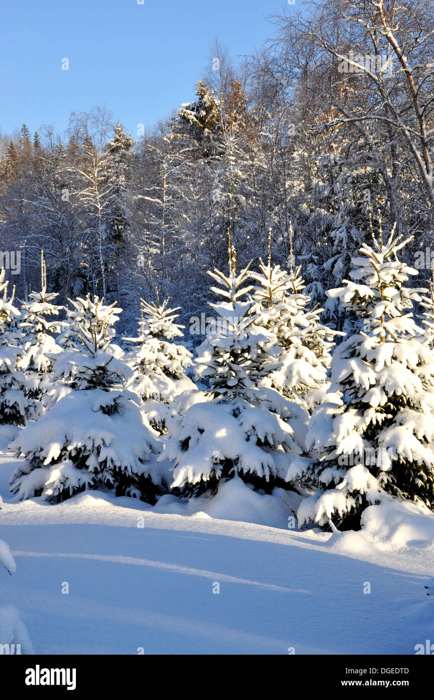 Alberi coperti di neve in una foresta di inverno Foto Stock