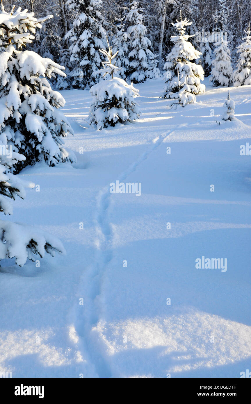 Fox via in una coperta di neve forest Foto Stock