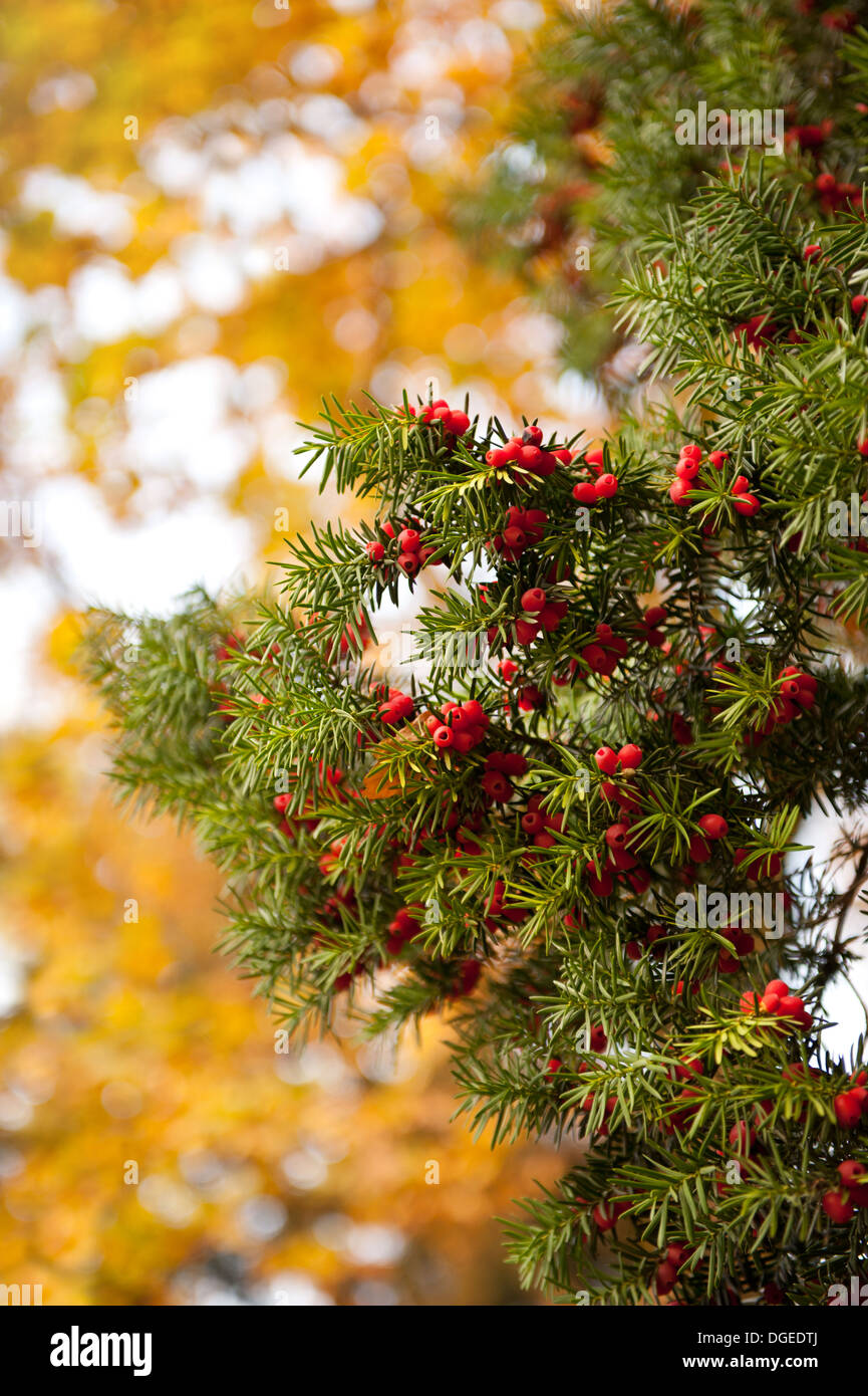 Il Taxus baccata o Yew frutti rossi su ramoscello Foto Stock