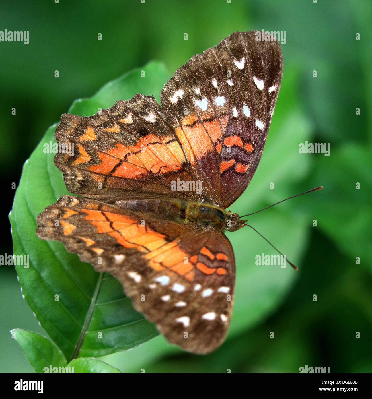 Brown Peacock a.k.a. Scarlet Peacock (Anartia amathea) in posa su una foglia Foto Stock