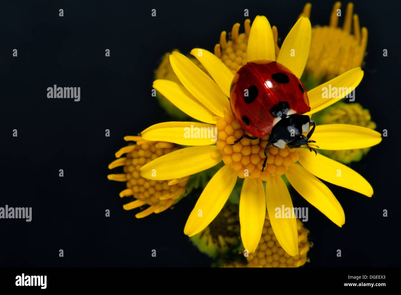 7 spot coccinella,Coccinella 7 punctata su erba tossica fiore Foto Stock
