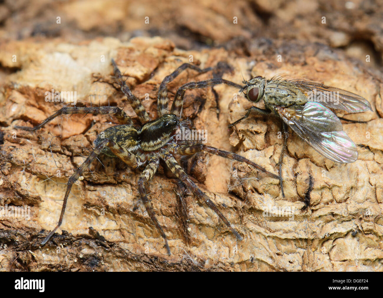 Spider stalking un fly Foto Stock
