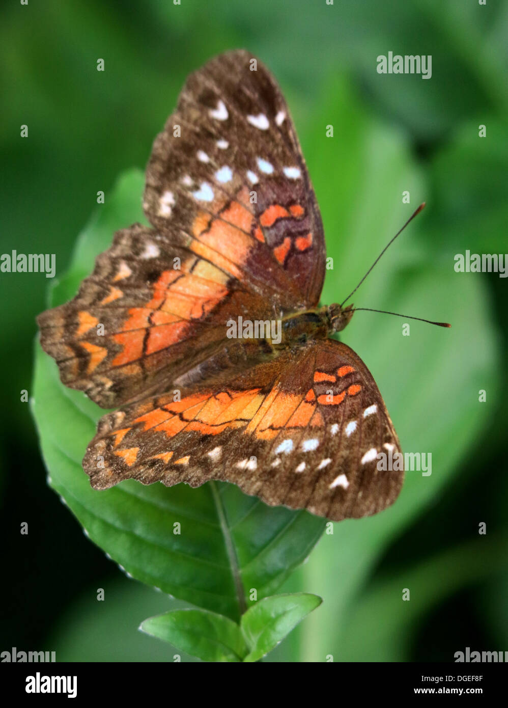 Brown Peacock a.k.a. Scarlet Peacock (Anartia amathea) in posa su una foglia Foto Stock