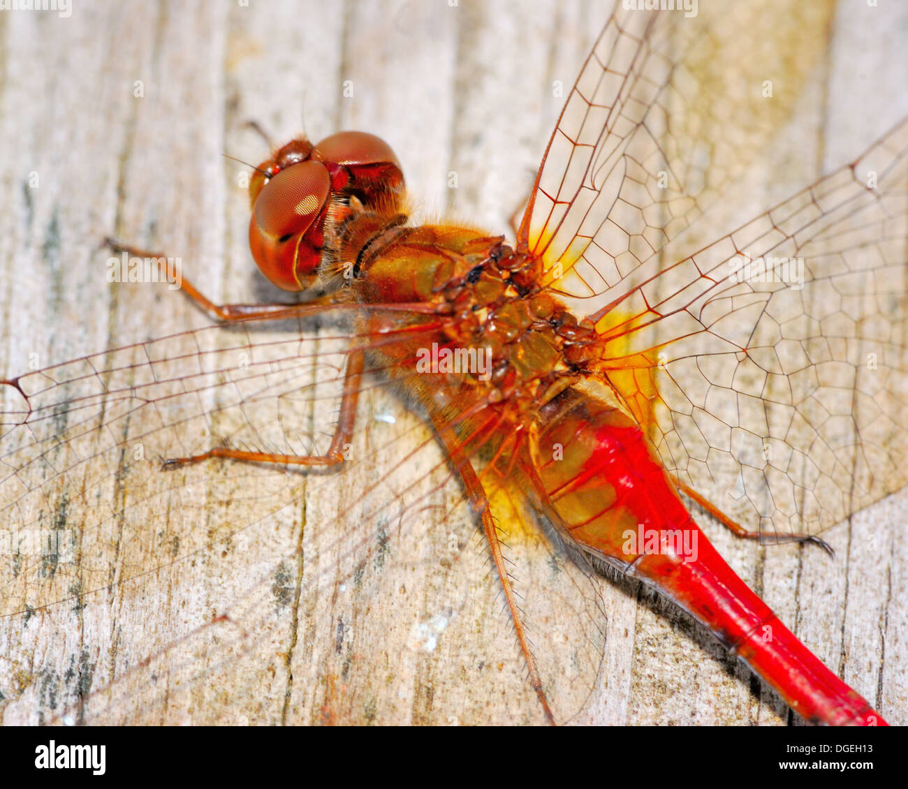 Un primo piano di ripresa macro Darner rosso testa a forma di libellula. Foto Stock