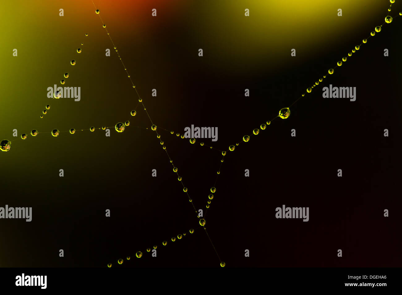 Bellissimo colpo di riflessioni su un rugiadoso ragnatela Foto Stock