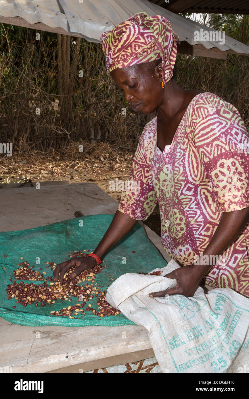 La donna senegalese la raccolta di arachidi tostate, vicino a Sokone, Senegal Foto Stock