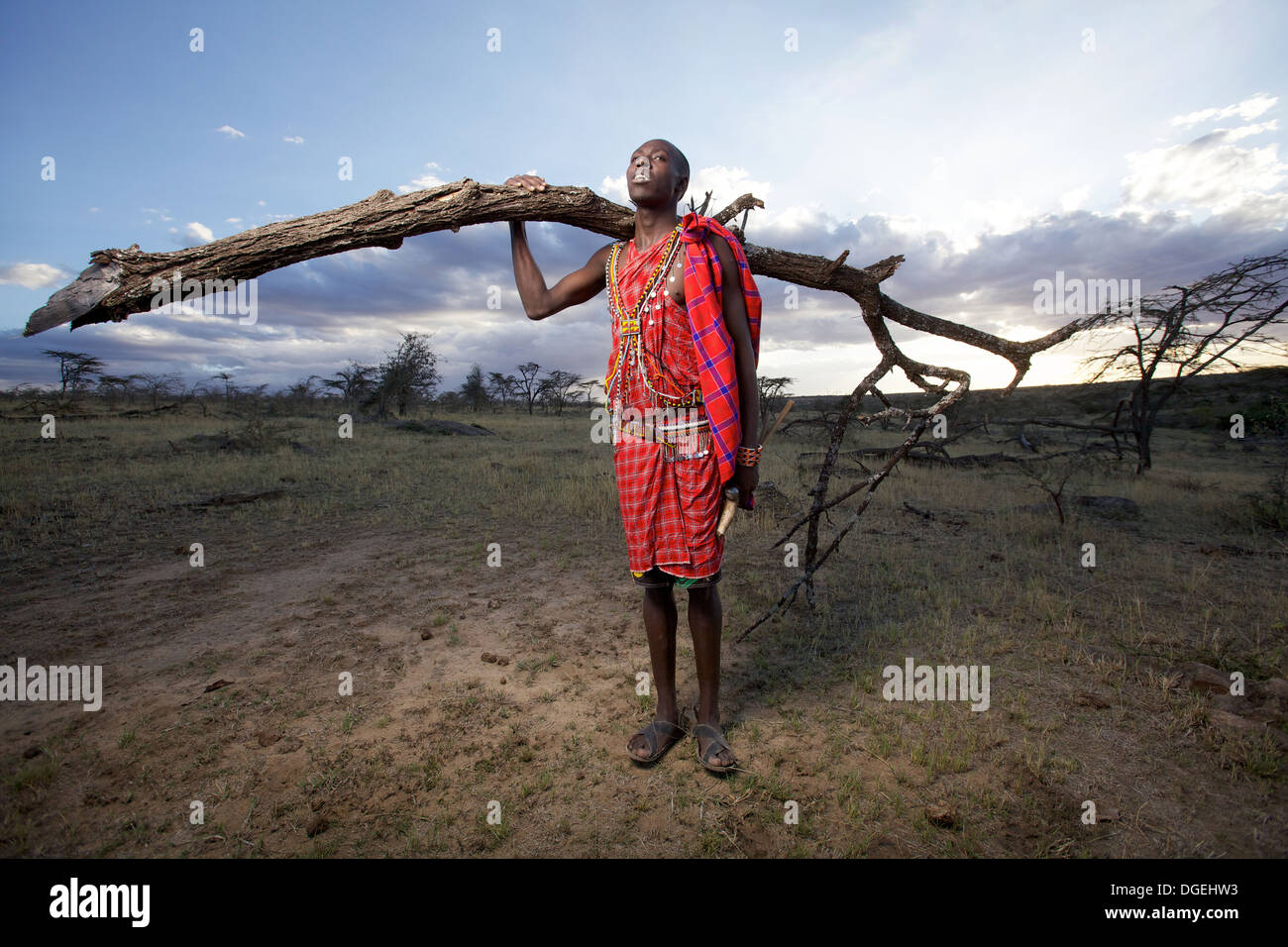 Uomo masai la raccolta di legno per combustibile, Mara regione, Kenya Foto Stock