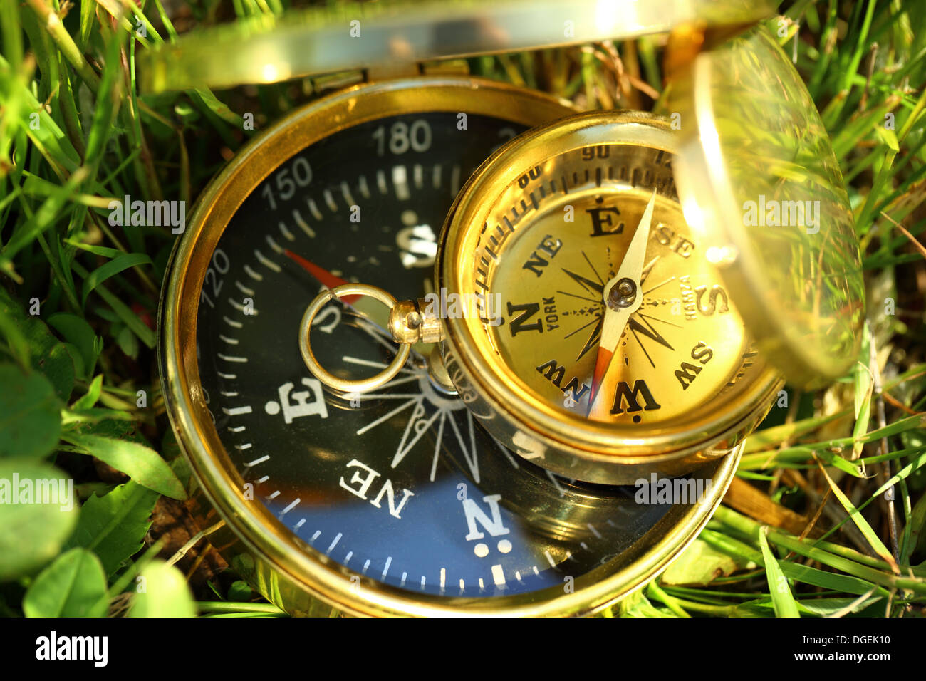 Due Compasso d Oro su erba verde Foto Stock