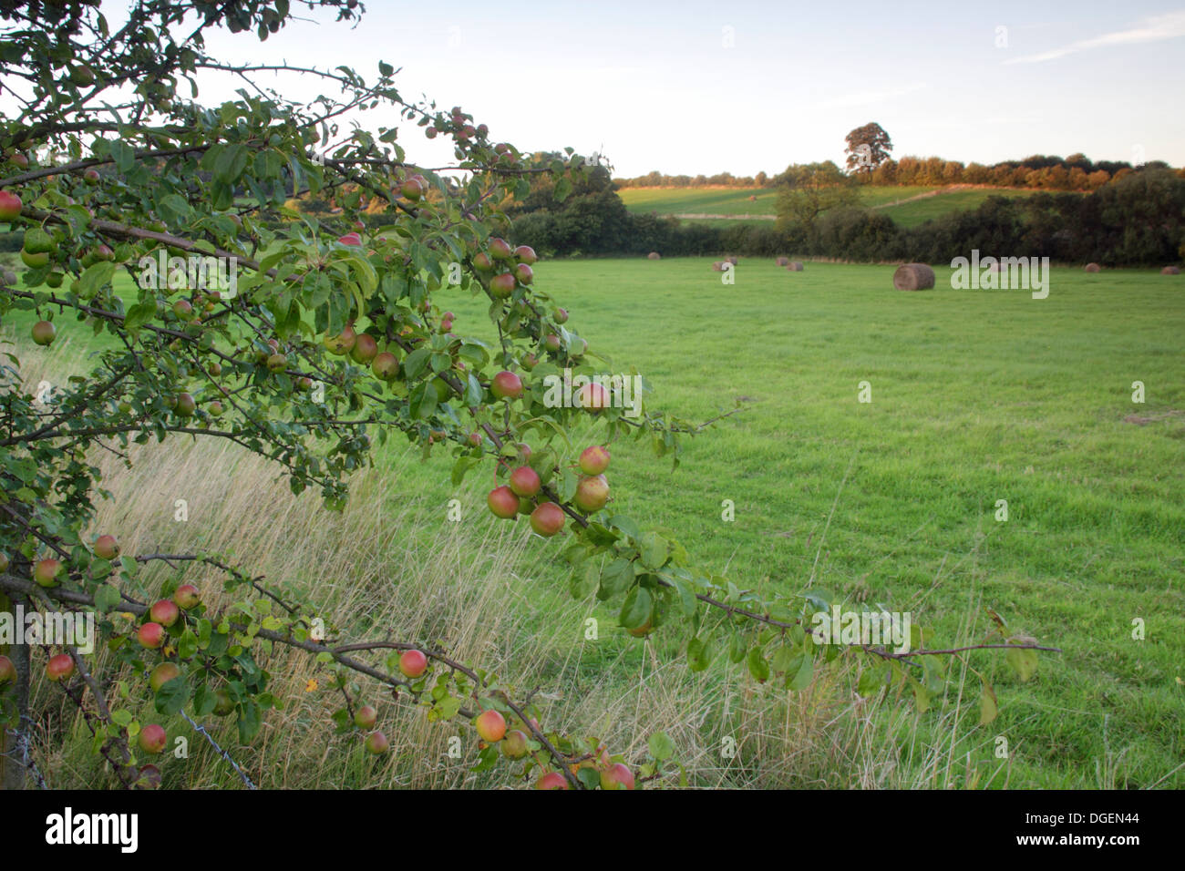 Crabapple (Malus sylvestris), terreni agricoli, West Yorkshire, Inghilterra, Settembre Foto Stock