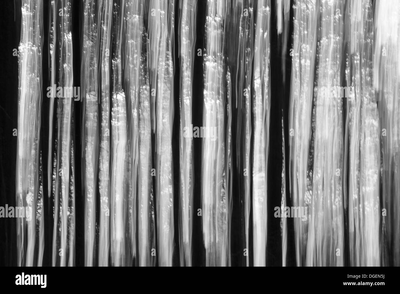 Traballante scosso sfocato blur sfocata immagine astratta di boschi di alberi da legname ad albero di legno della foresta di percorso via trail spooky scary spaventoso Foto Stock