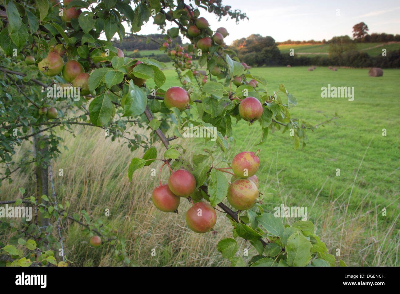 Crabapple (Malus sylvestris), terreni agricoli, West Yorkshire, Inghilterra, Settembre Foto Stock