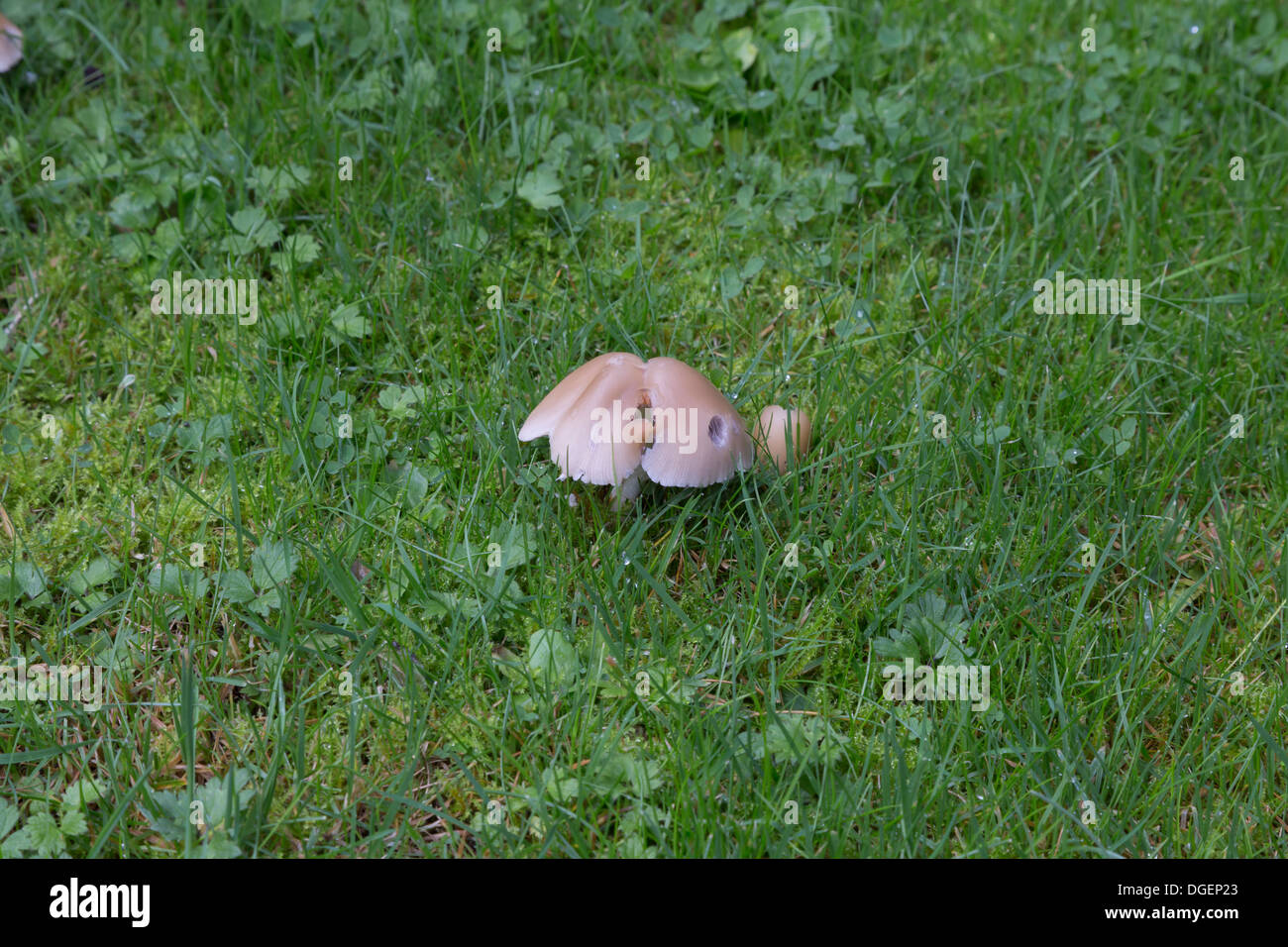 I funghi che crescono in l'umida di autunno in un prato Foto Stock