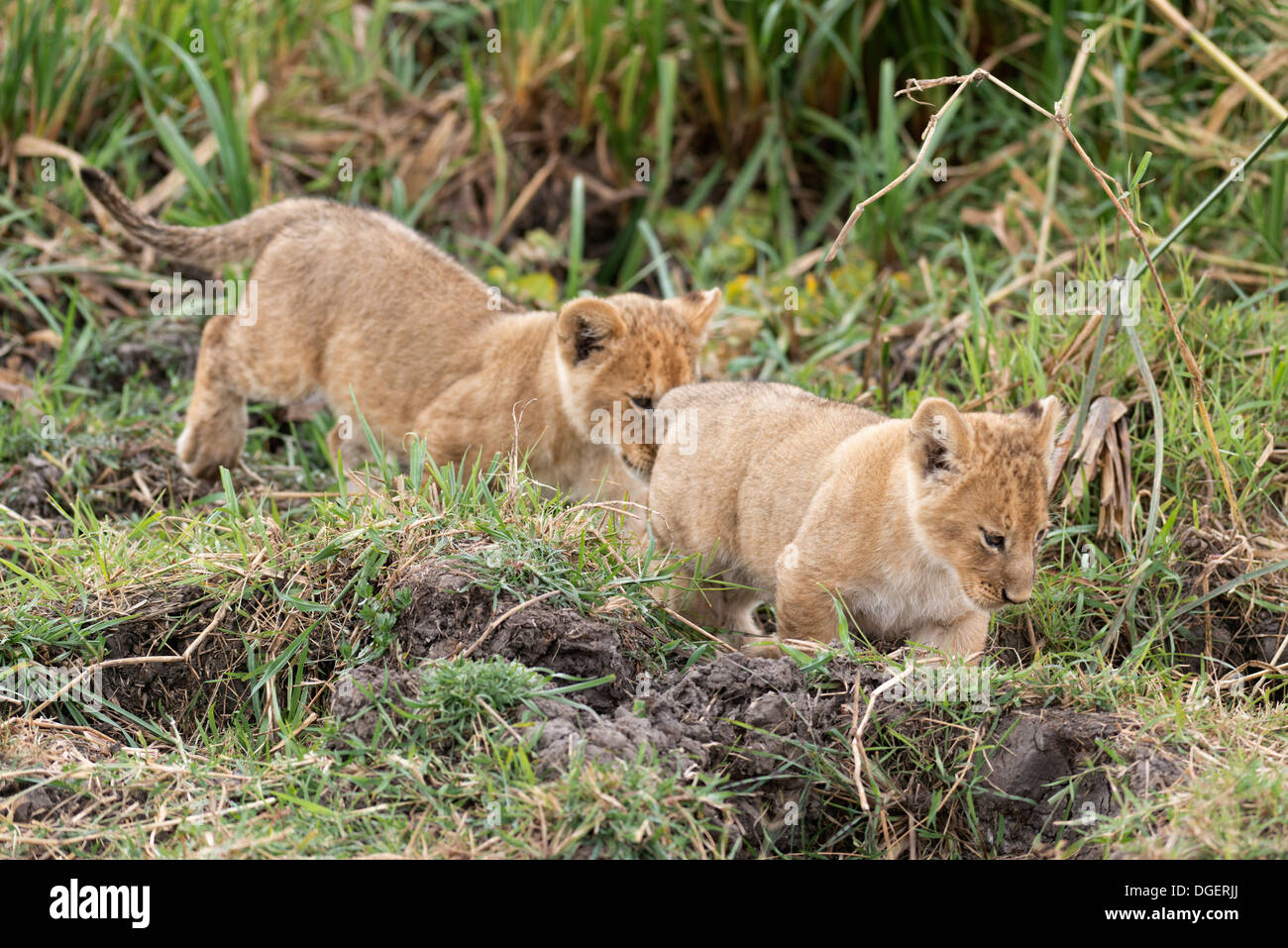 Lion cubs sui loro primi passi Foto Stock