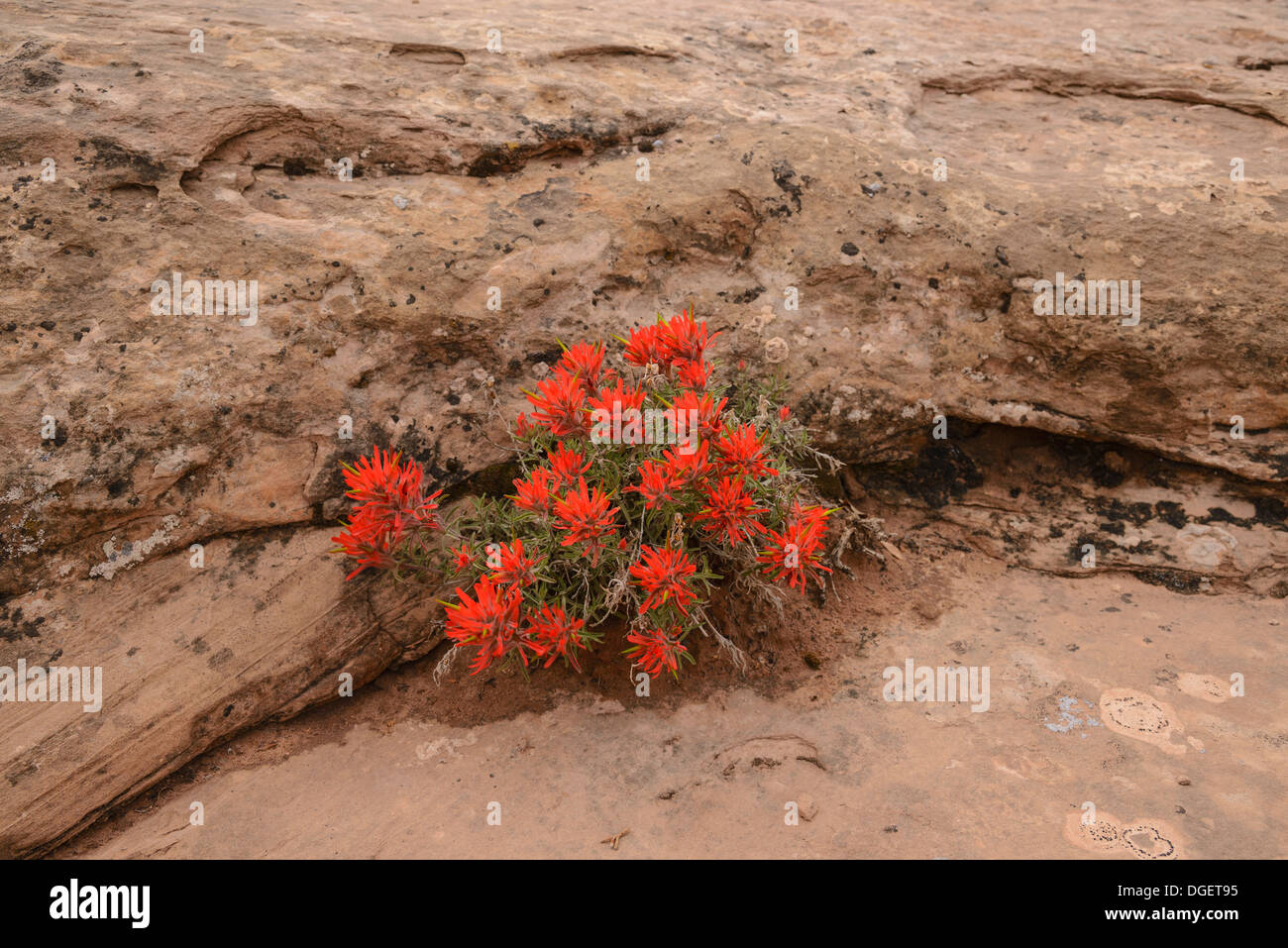 Pennello comune, Castilleja chromosa, fiori selvatici, Arches National Park, Utah, Stati Uniti d'America Foto Stock