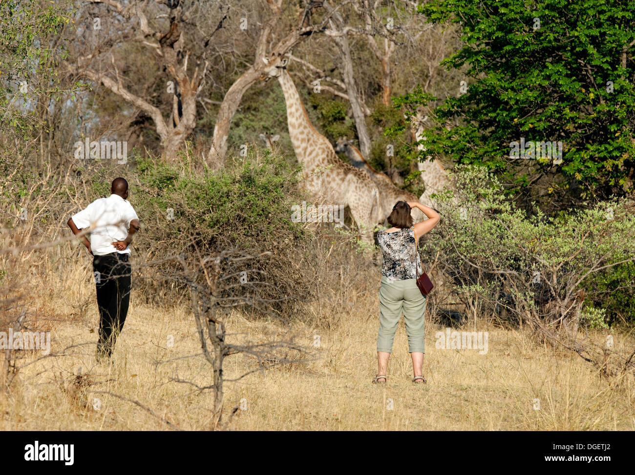 Turista su un safari a piedi guardando giraffe, Mosi oa Tunya national park, Zambia Africa Foto Stock