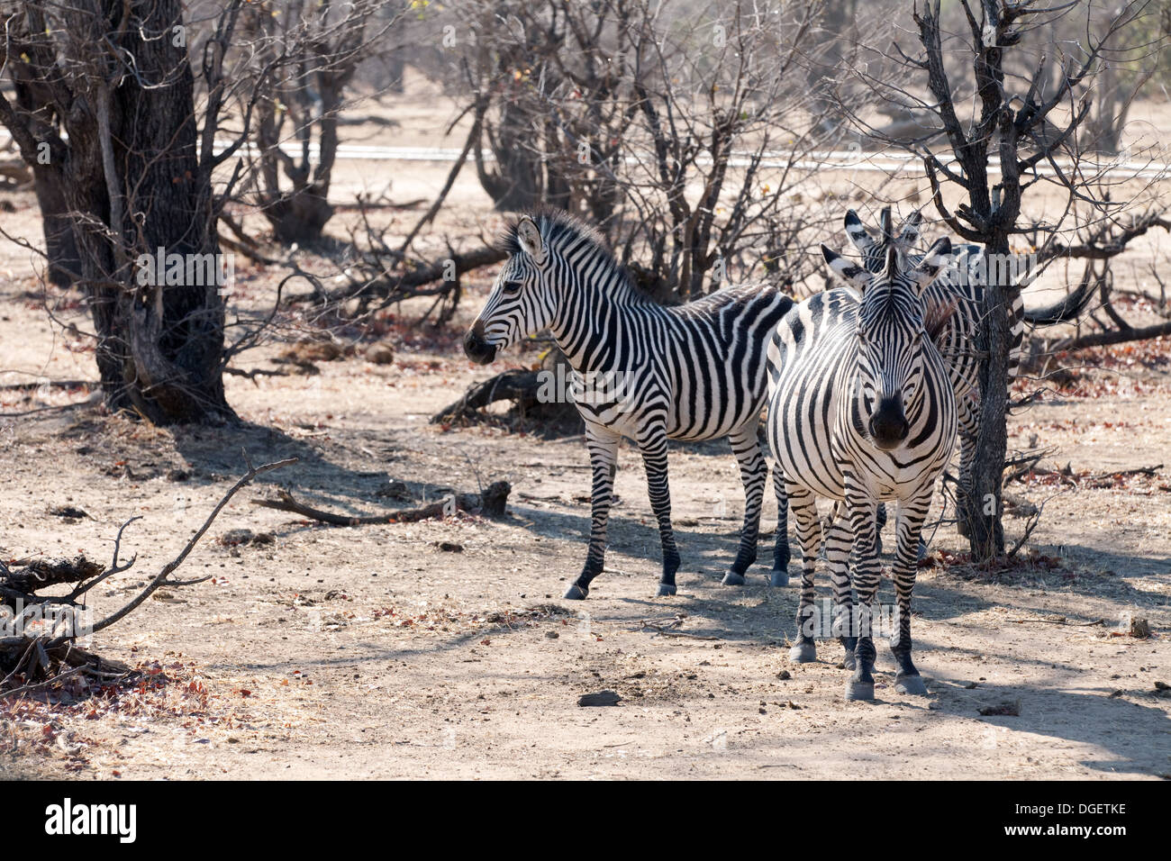 Comune o pianure gruppo Zebra ( Equus quagga )nel Mosi oa Tunya National Park, Zambia Africa Foto Stock