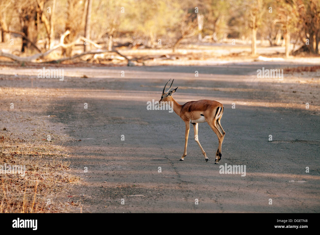 Maschio adulto Impala ( Aepyceros melampus ) attraversando la strada, Mosi oa Tunya National Park, Zambia Africa Foto Stock
