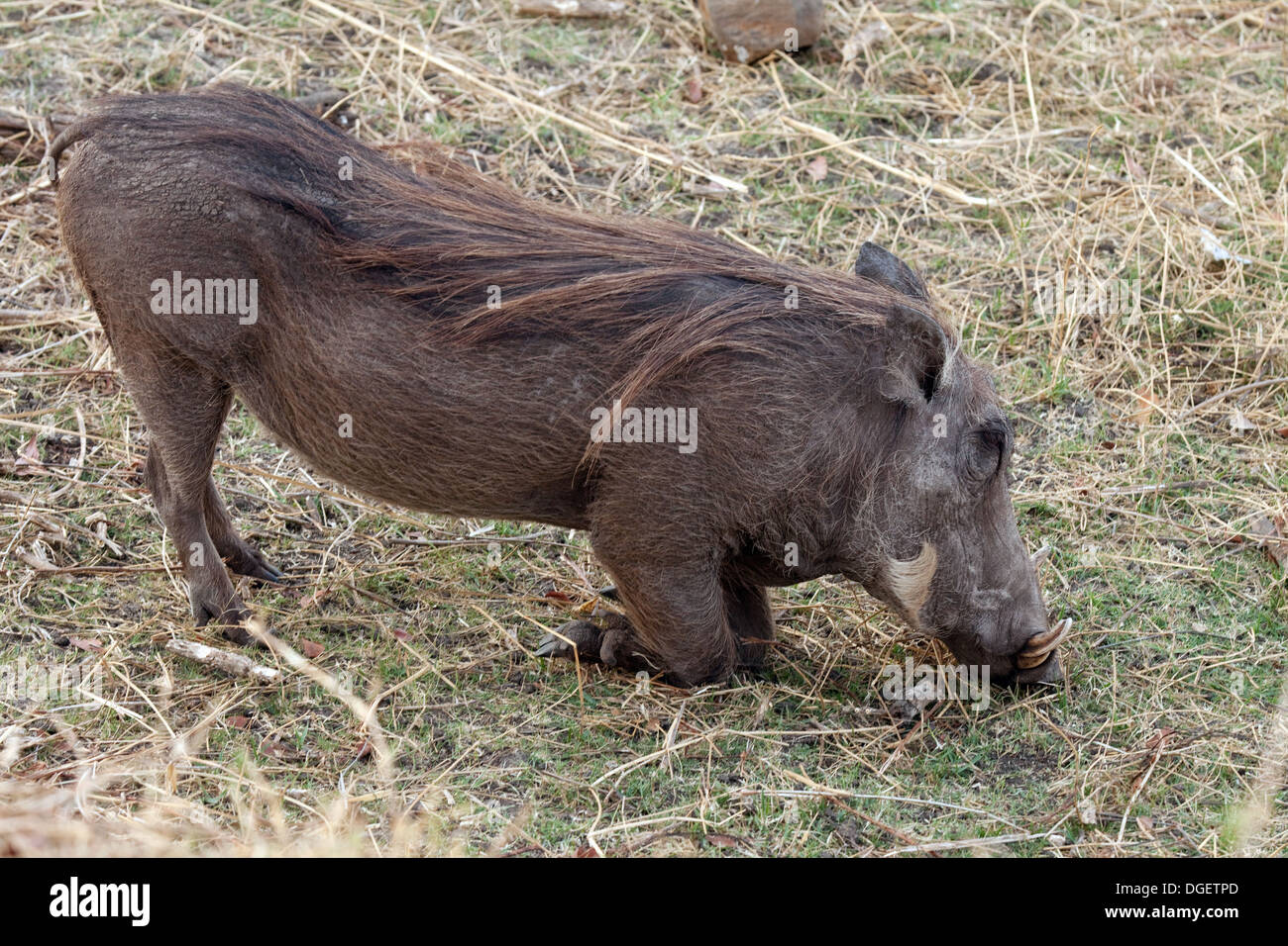 Warthog - Phacochoerus africanus - adulti inginocchiati alimentazione, Mosi oa Tunya National Park, Zambia, Africa Foto Stock