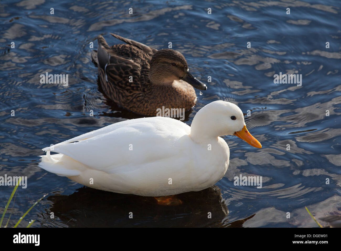 Albino duck nuotate nel lago Bianco. Parco del Palazzo Gatchina,, l'oblast di Leningrado, Russia. Foto Stock