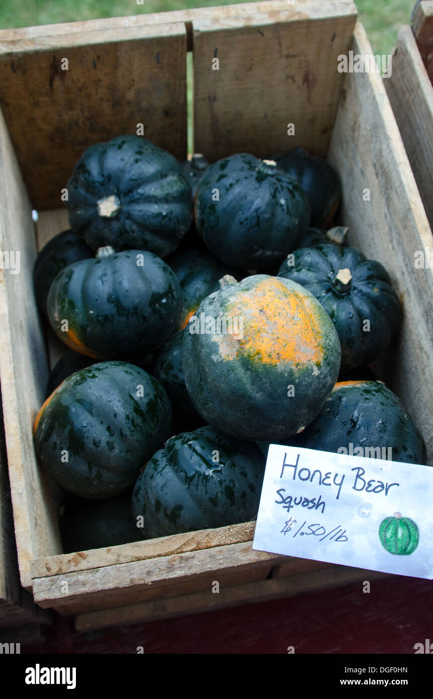 "Honey Bear' squash per la vendita in un giorno di pioggia in organico di mercato degli agricoltori. Foto Stock