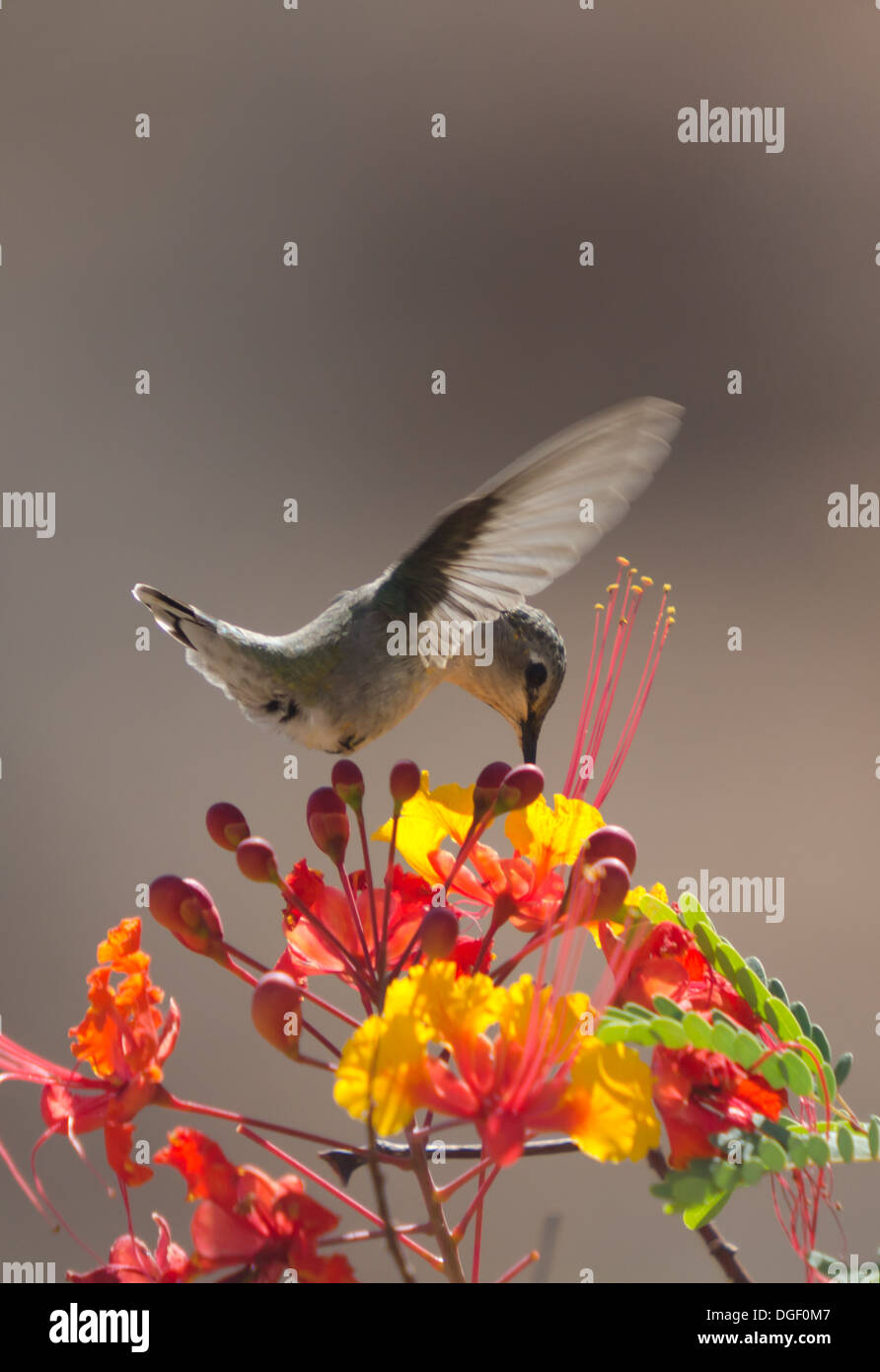 Un colibrì passa sopra un fiore tropicale in Messico. Foto Stock