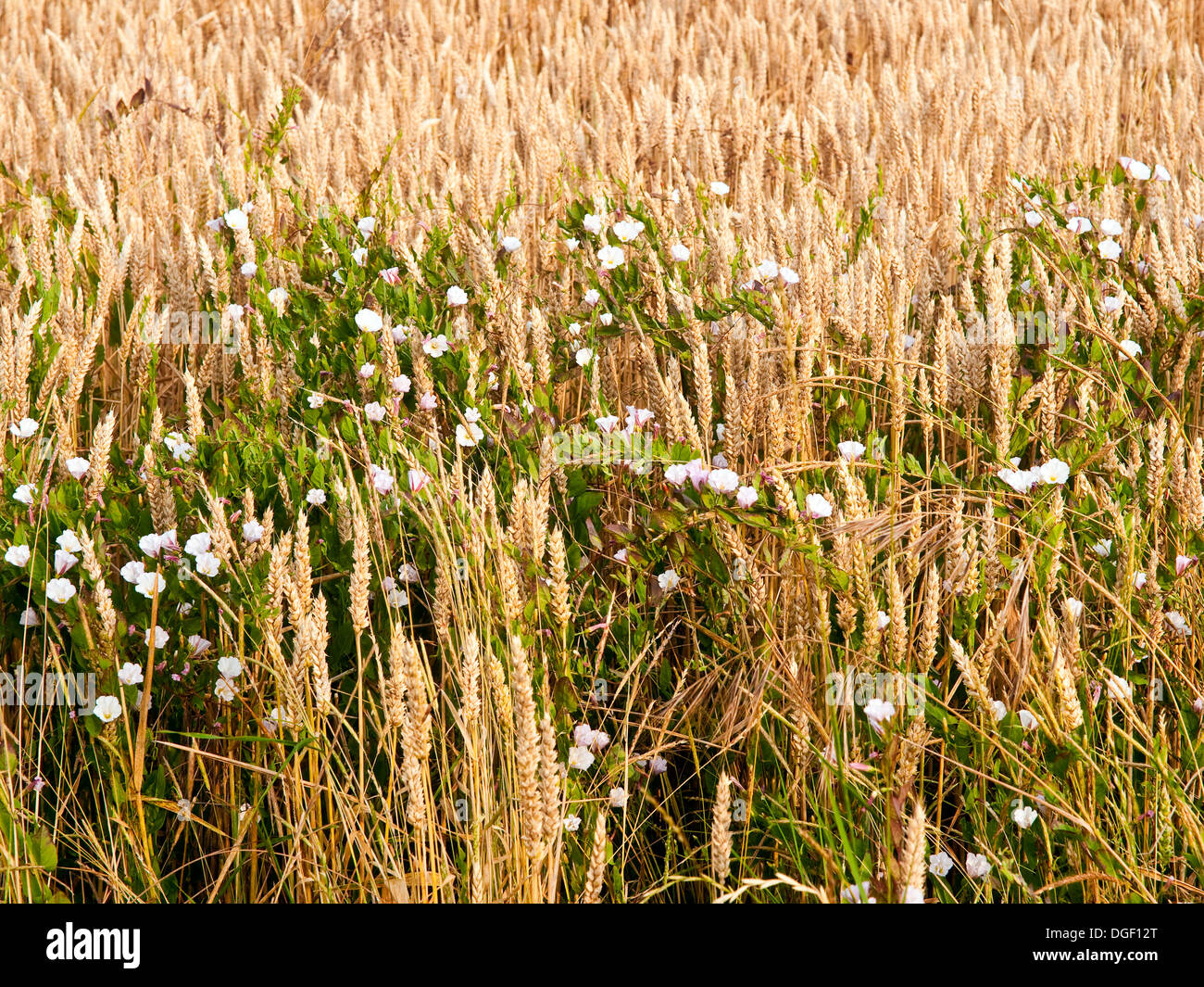 Convolvulus centinodia a bordo del campo di mais maturo - Indre-et-Loire, Francia. Foto Stock