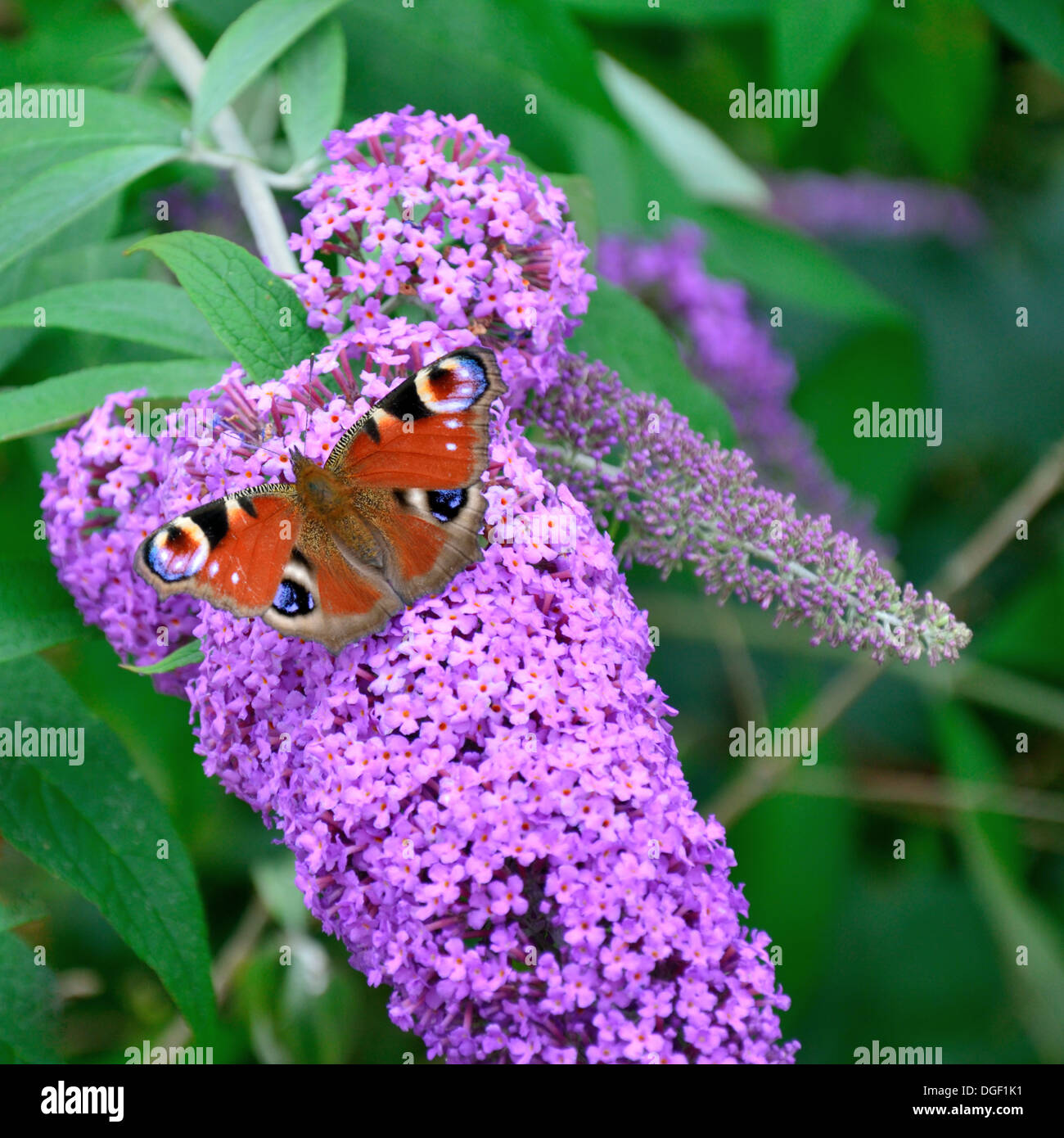 Unione farfalla pavone su Buddleia Foto Stock