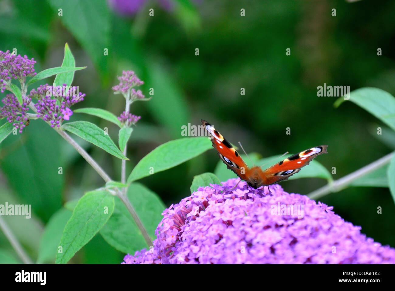 Unione farfalla pavone su Buddleia Foto Stock