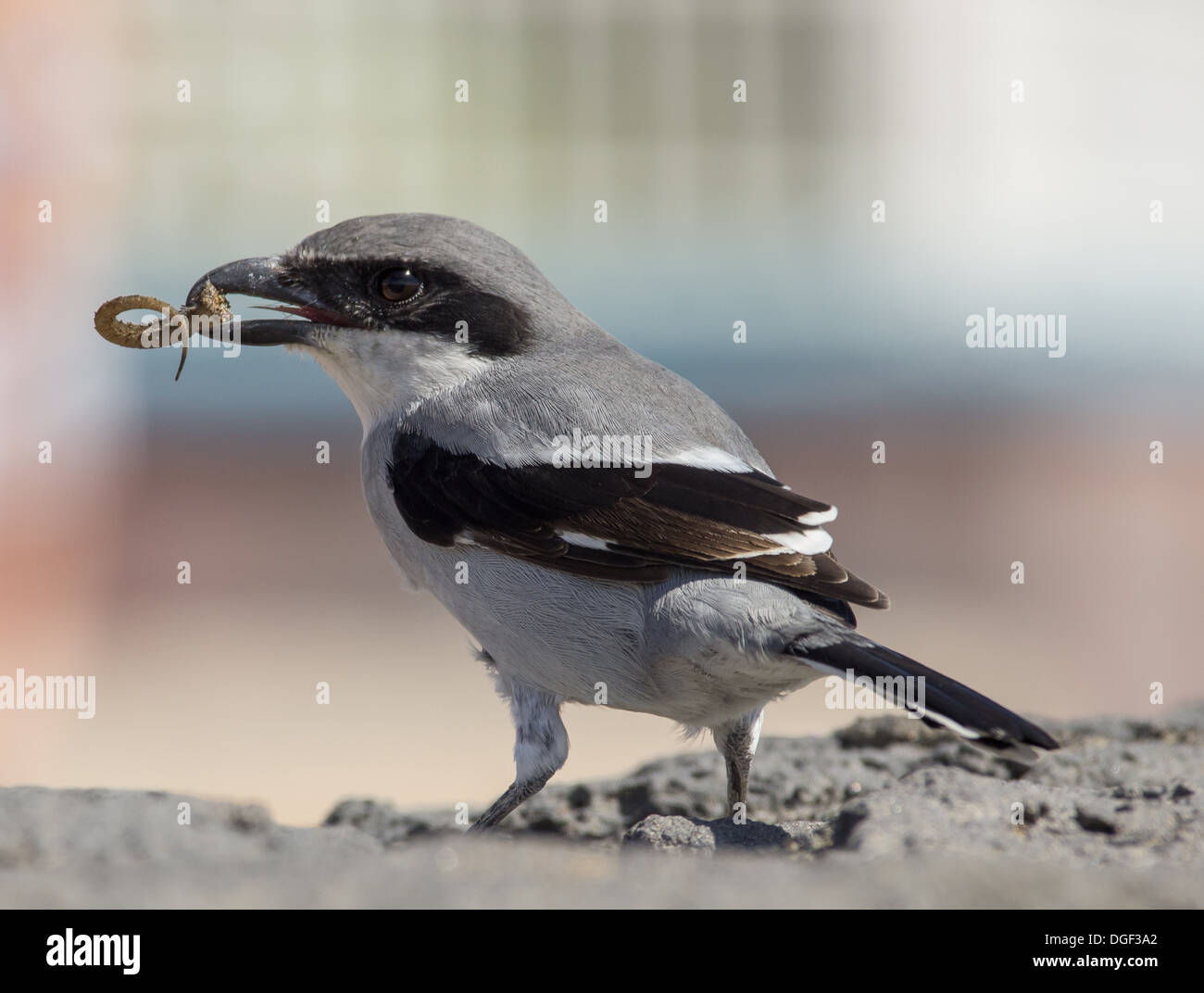 Un deserto Grey Shrike Lanius elegans appollaiato su un roack con coda di lucertola nel becco Foto Stock