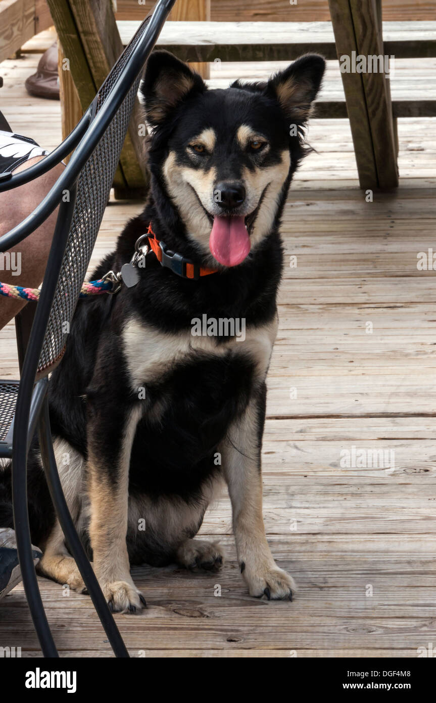 Husky o simile di medie dimensioni nero e marrone capelli corti mongrel mutt cane con collare rosso e guinzaglio seduto su un ponte di legno. Foto Stock