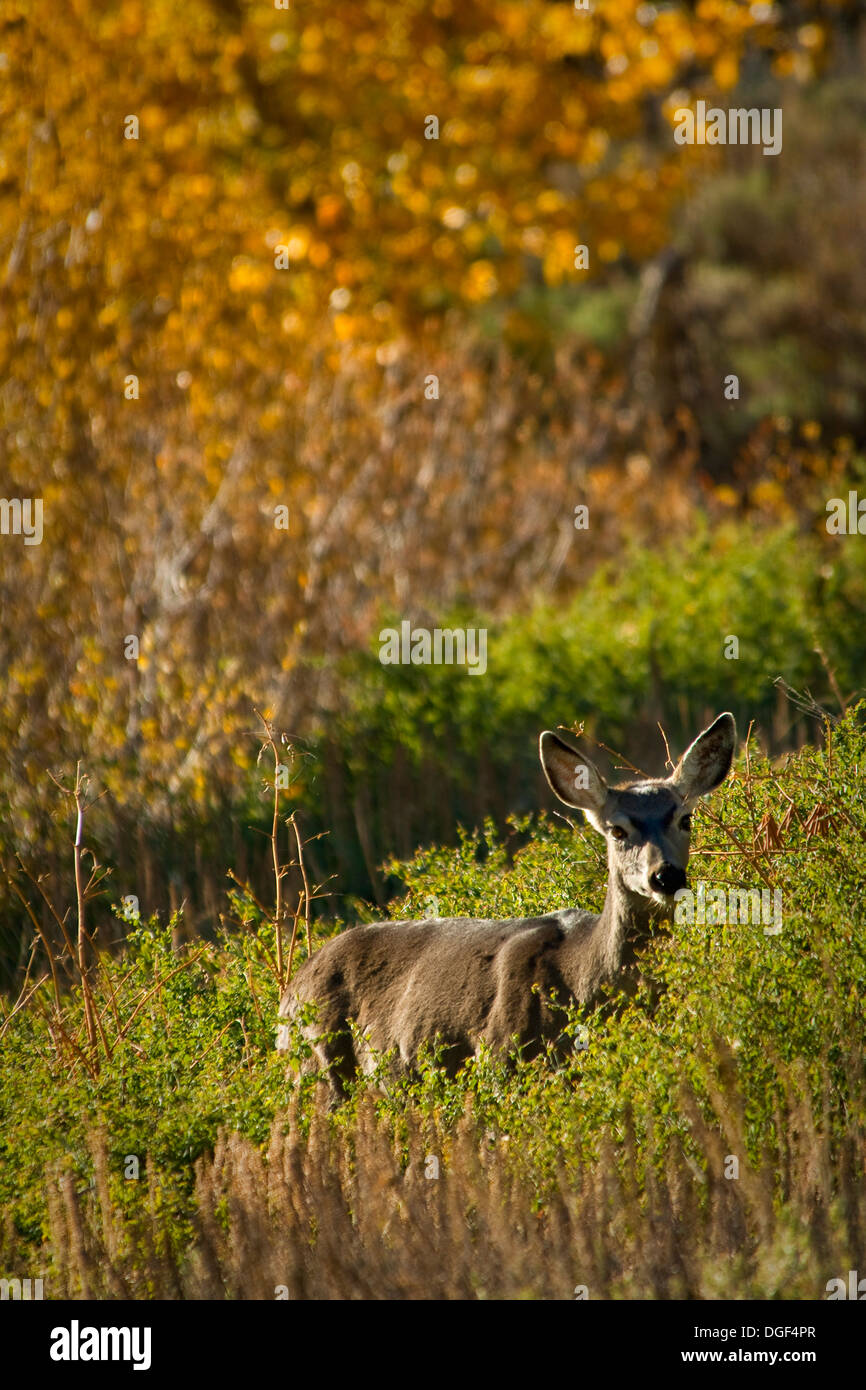 Mule Deer (Odocoileus hemionus) re minerali, Sequoia National Park, California Foto Stock