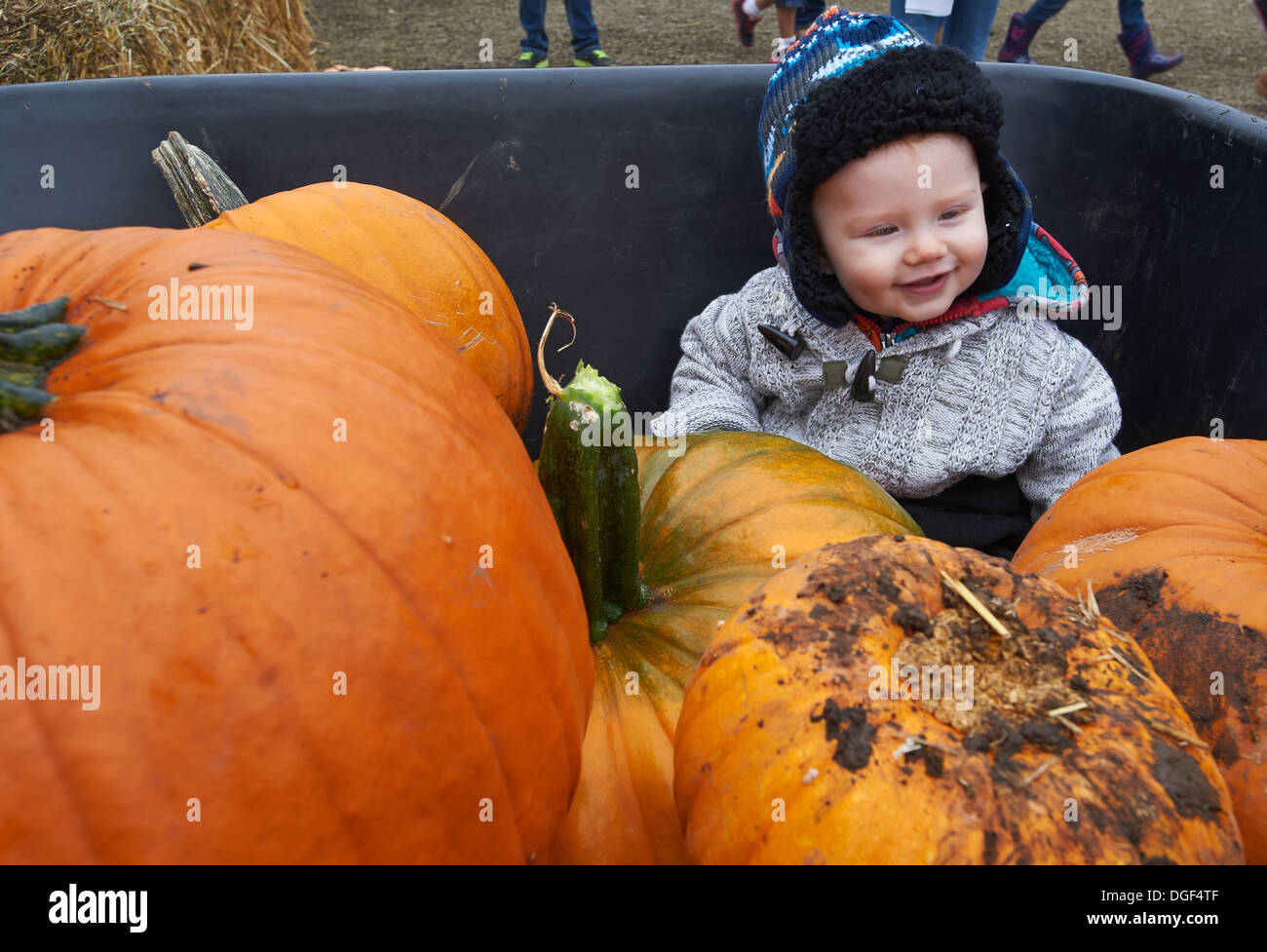 Un bambino seduto in un carrello di zucche di Halloween. Foto Stock