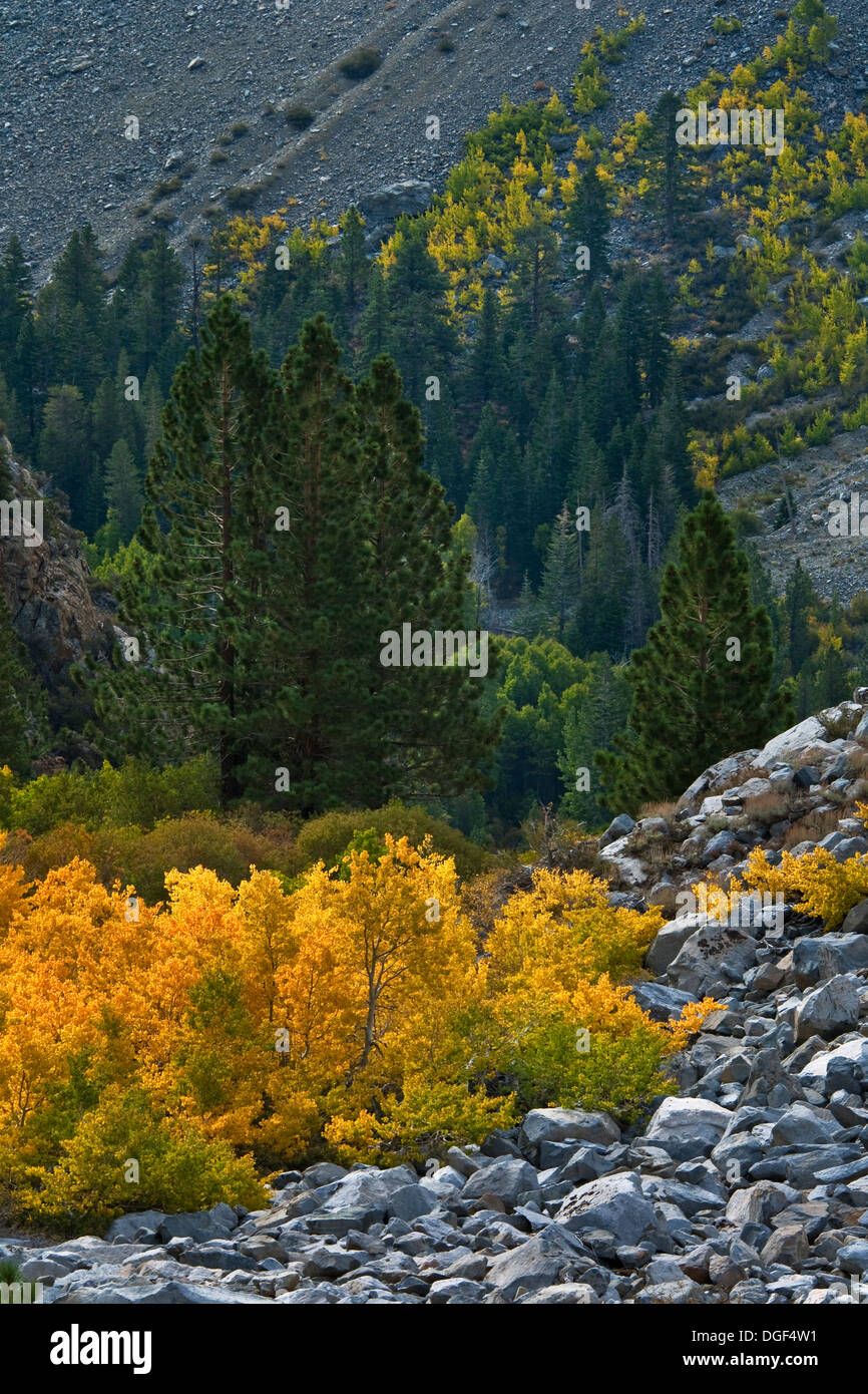 Aspen alberi in cadere vicino Tioga Pass, Mono County, California Foto Stock