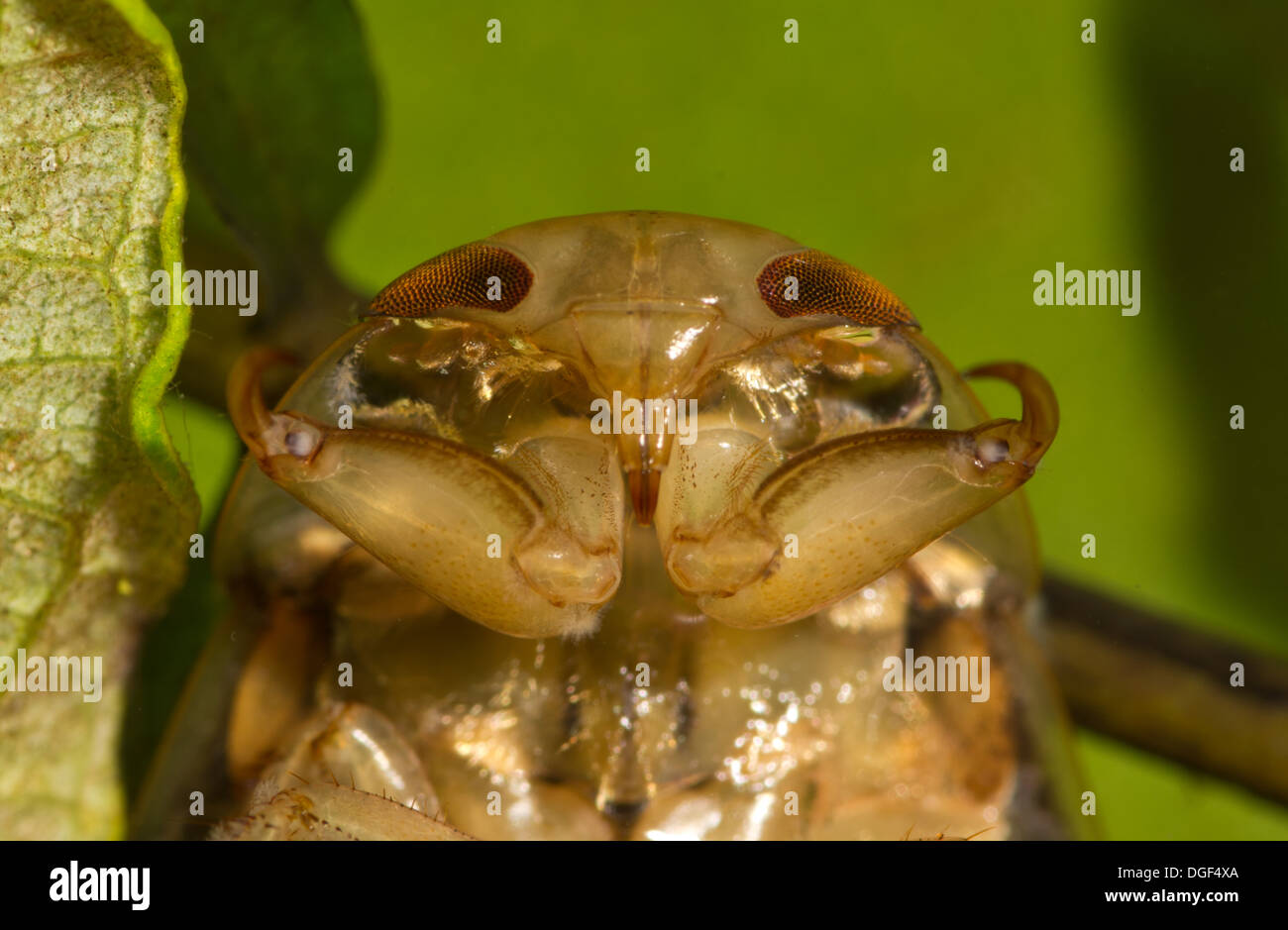 Un piattino bug. Foto scattata in un acquario di impostare e creatura uscito illeso dopo Foto Stock