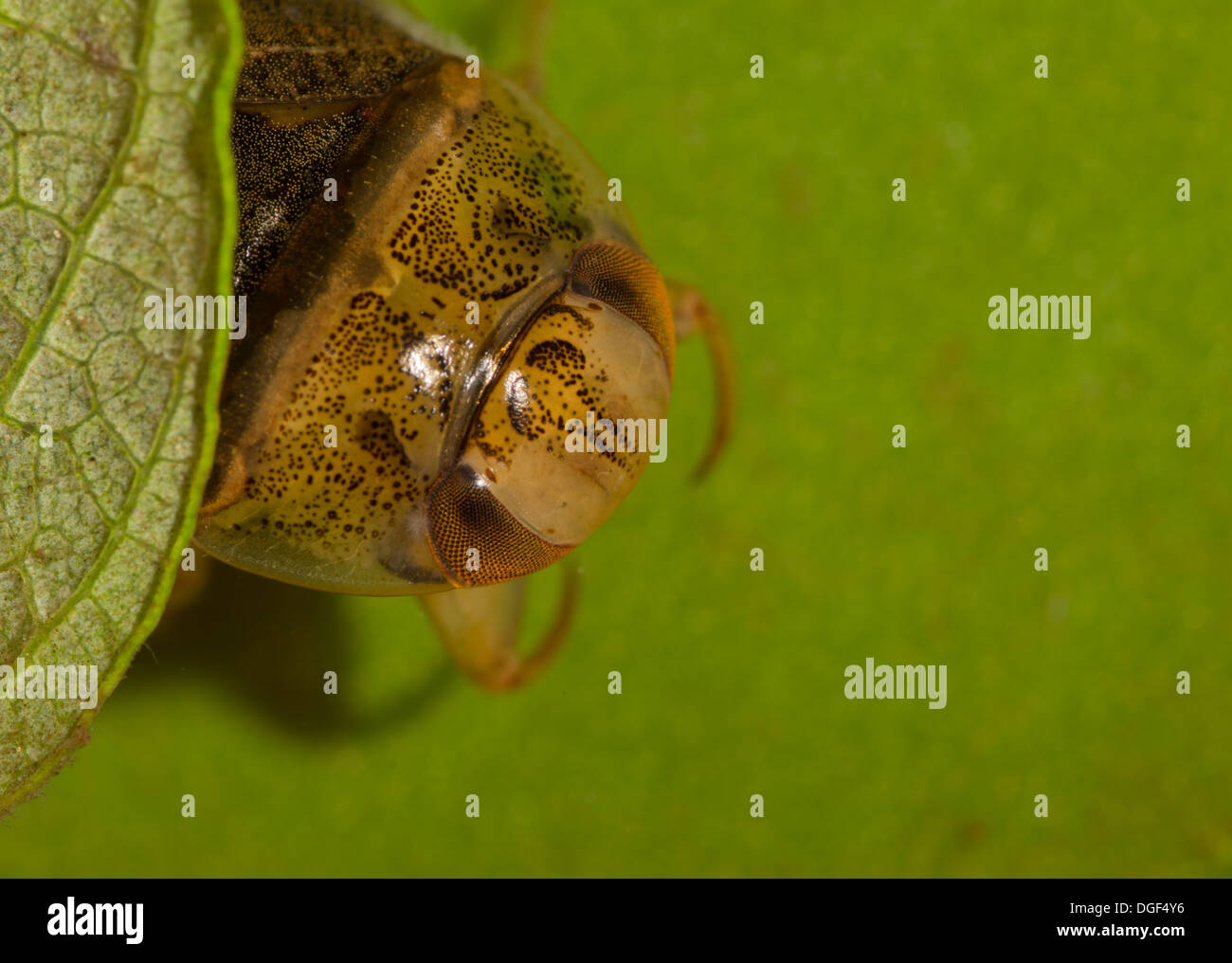 Un piattino bug. Foto scattata in un acquario di impostare e creatura uscito illeso dopo Foto Stock