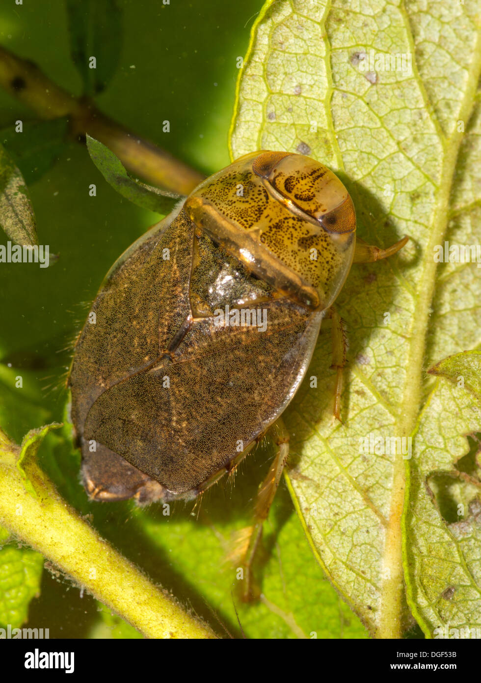 Un piattino bug. Foto scattata in un acquario di impostare e creatura uscito illeso dopo Foto Stock