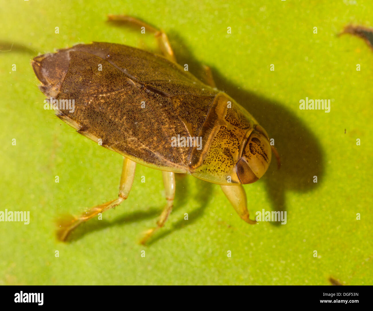 Un piattino bug. Foto scattata in un acquario di impostare e creatura uscito illeso dopo Foto Stock