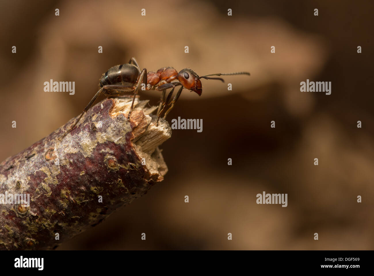 Legno ant su ramoscello Foto Stock