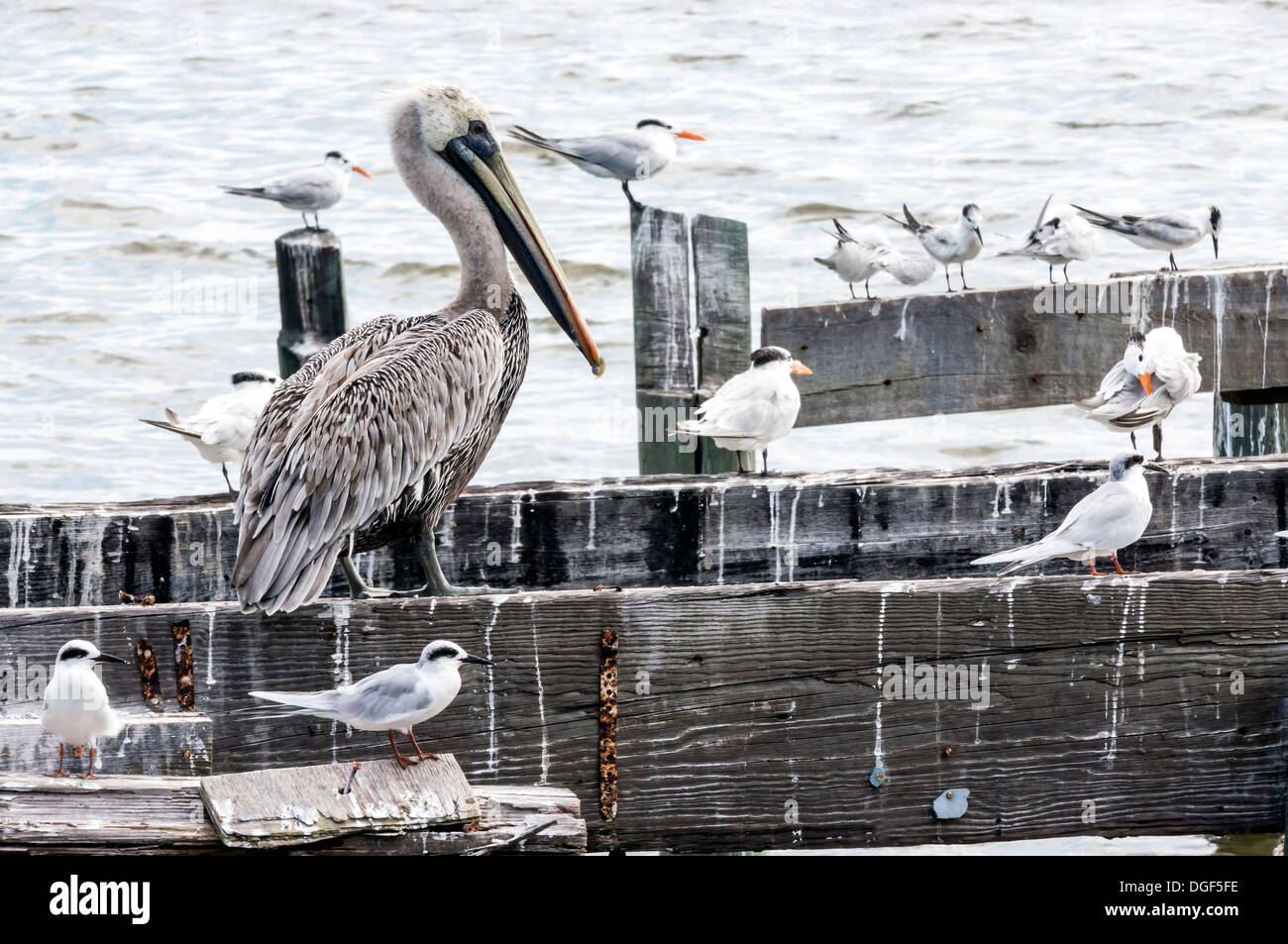 Adulta e matura Pellicano marrone (Pelecanus occidentalis) e gabbiani i gabbiani sono ' appollaiati su un dock abbandonata la struttura. Foto Stock