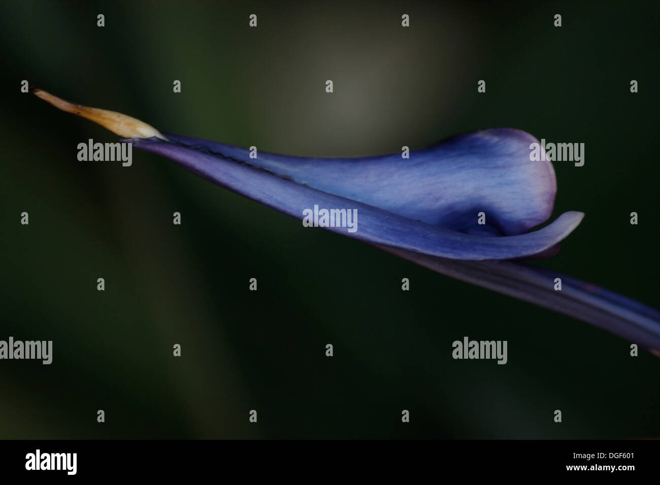 Close-up di blu e di petalo di un uccello del paradiso fiore (Strelitzia reginae) Foto Stock