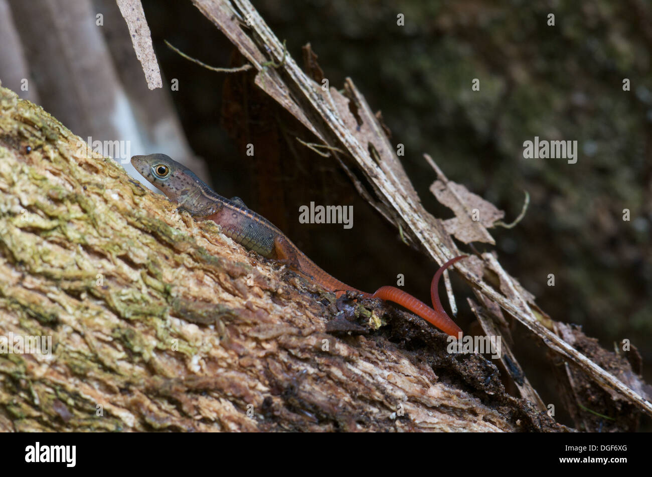 Un Black-striped Foresta (Lucertola Ocellata Cercosaura bassleri) appollaiato su un registro caduti nella foresta pluviale amazzonica di Loreto, Perù Foto Stock