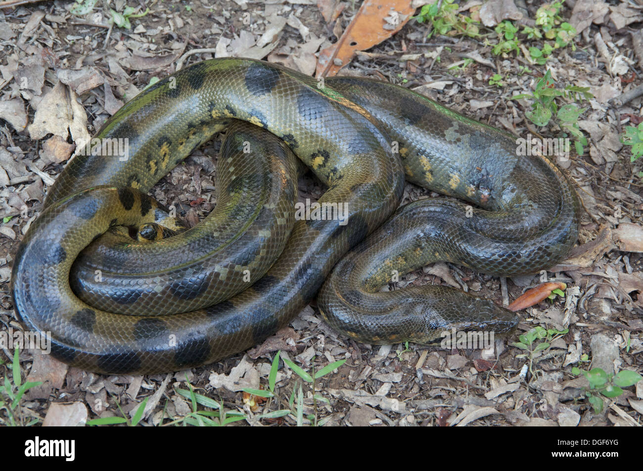 Un verde giovane Anaconda (Eunectes murinus) nella foresta pluviale amazzonica di Loreto, Perù. Foto Stock